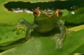 /album/photo-gallery-wildlife1/jade-tree-frog-3-jpg/